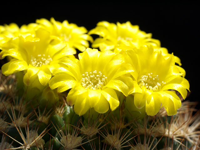 プシス一番花、エビ花、そして花笠(13/5/19)_a0176140_2042681.jpg