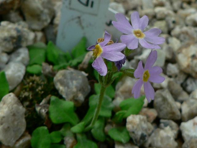 根室小桜（ネムロコザクラ）_d0126545_1523415.jpg