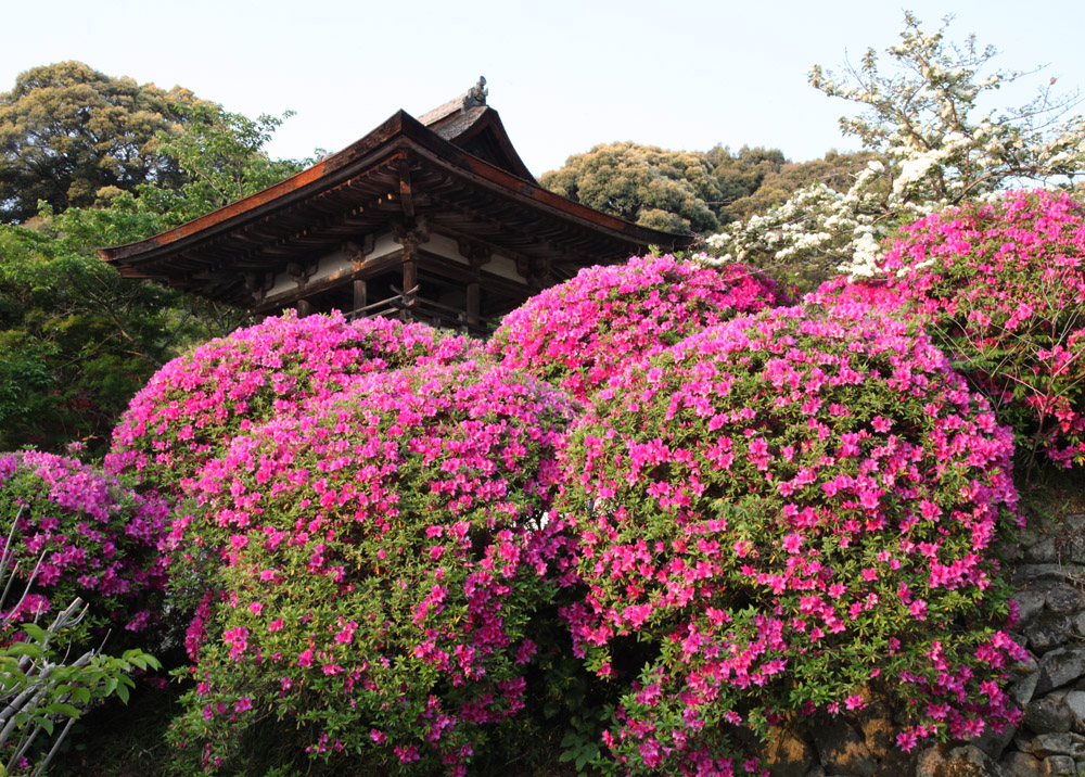 天理市　長岳寺　ツツジ_c0108146_2126168.jpg