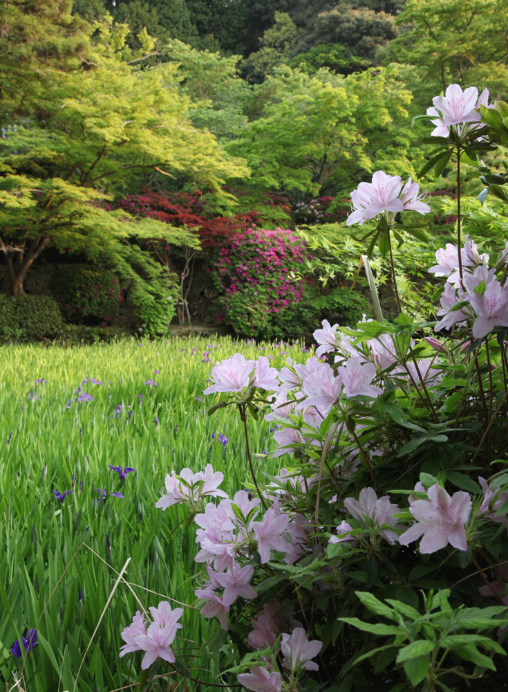 天理市　長岳寺　ツツジ_c0108146_21265853.jpg