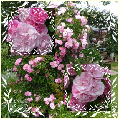 散歩道の薔薇２　　　ラン花園_f0031546_1921745.jpg