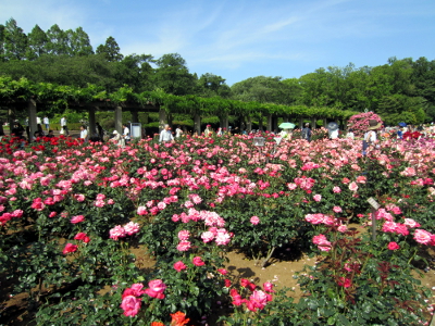 神代(じんだい）植物公園_f0083348_14293249.jpg