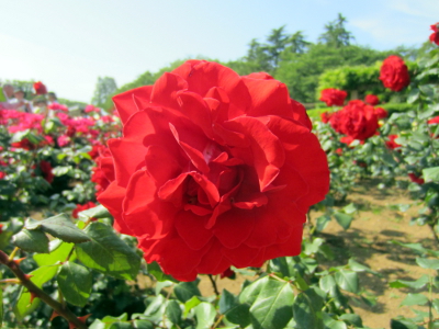 神代(じんだい）植物公園_f0083348_1457690.jpg