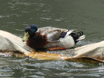 見沼代用水沿いの自然（鳥編）_e0172950_19574226.jpg