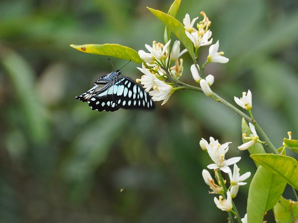 中部のミカドアゲハ_c0045352_9252623.jpg