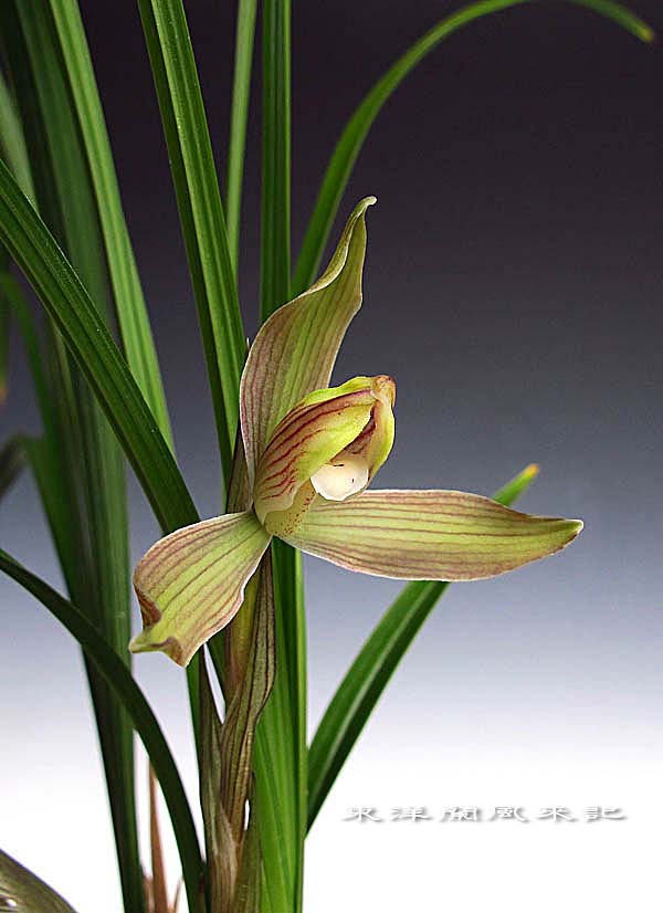 奥地蘭「朶朶香更紗兜花」　　　　　　　　　　　　　　　No.494_f0178953_129224.jpg