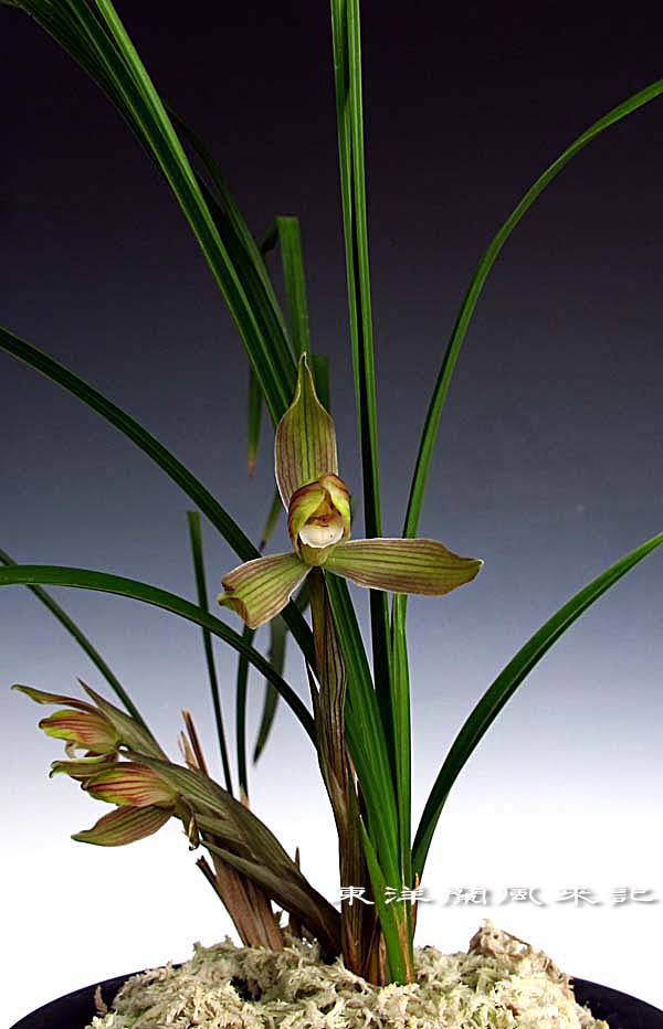 奥地蘭「朶朶香更紗兜花」　　　　　　　　　　　　　　　No.494_f0178953_1293566.jpg