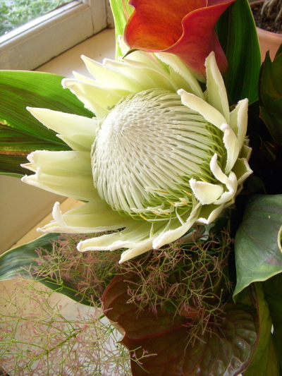 白いキングプロテア Blossom 白いキングプロテア Blossom