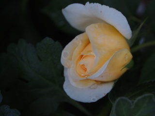 我が家の薔薇_e0105760_166253.jpg