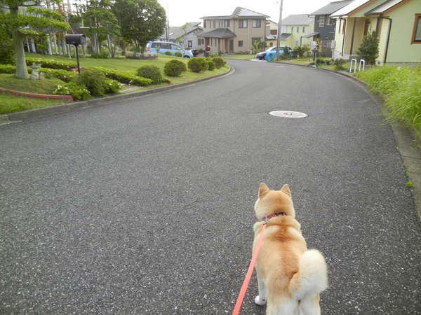 ’13,5,19(日)お花も温泉も海鮮丼も~!_f0060461_10242664.jpg