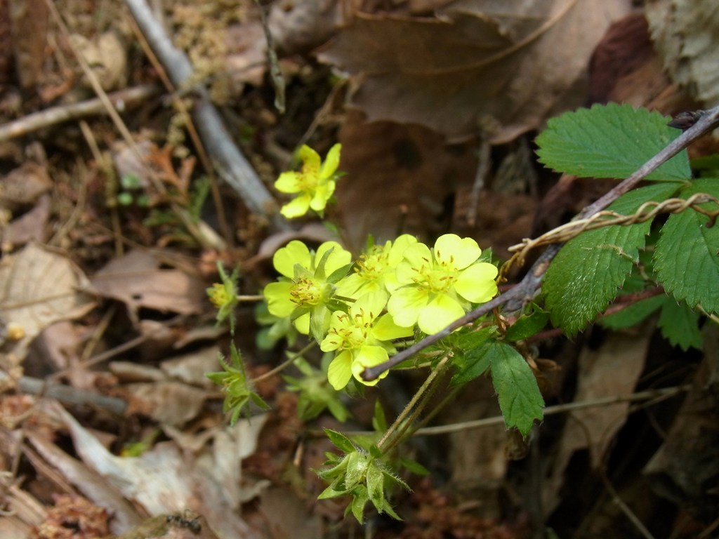 2013/04/29　むすび山　オキ山　峯山_d0233770_040265.jpg