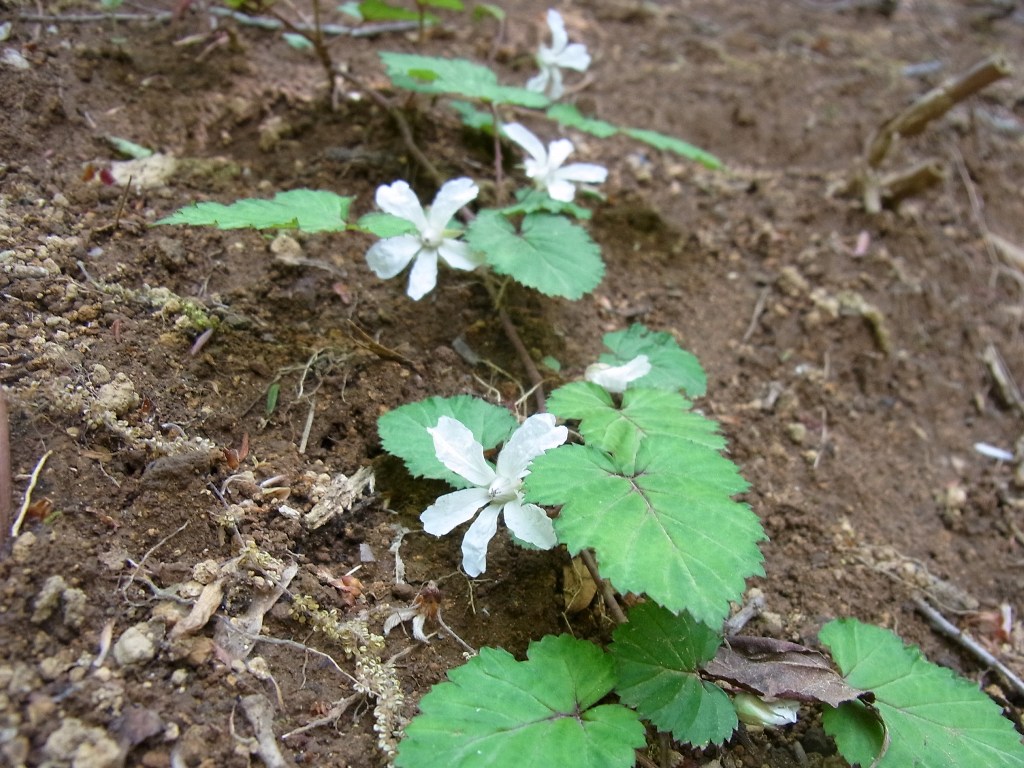 2013/04/29　むすび山　オキ山　峯山_d0233770_11302971.jpg