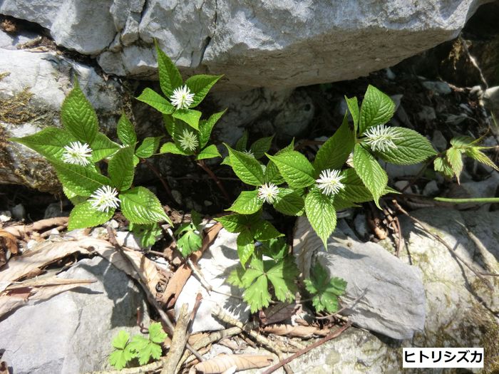 Ｎｏ289　奥美濃の花の山・舟伏山_b0185573_13453667.jpg