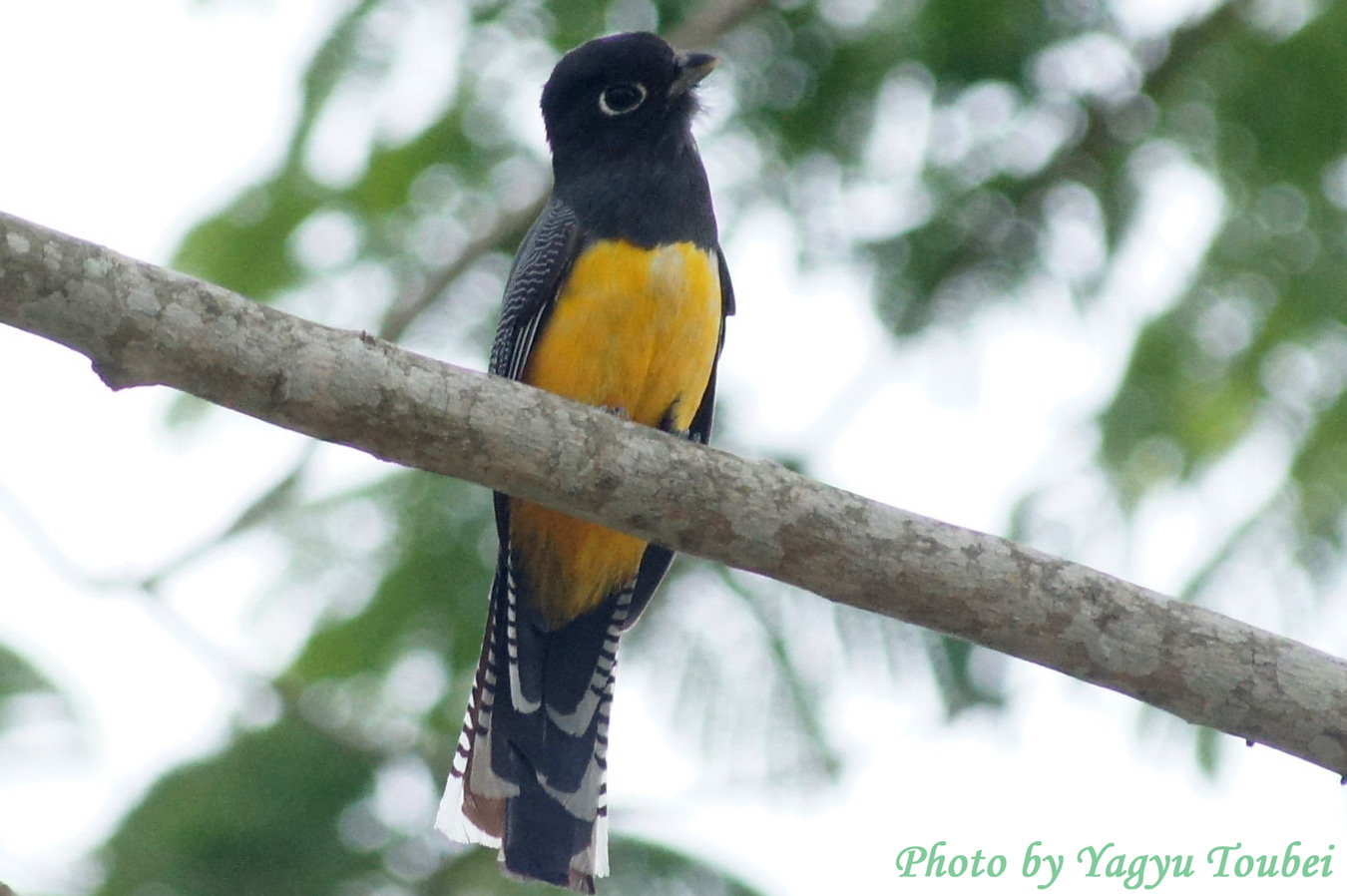 Violaceous Trogon 　（バイオラセウス　トロゴン）_b0132475_114844.jpg