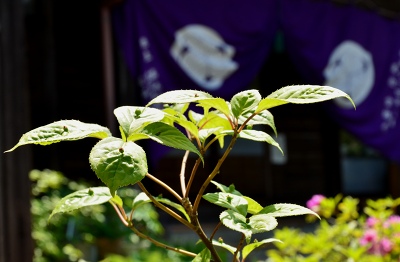 c0229483_9552257.jpg