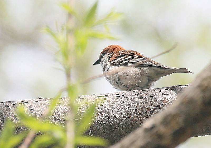 今日の鳥　　２０１３年５月１９日（日曜日）_e0197786_2049833.jpg