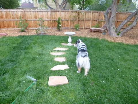 ステップストーン作業 ナスのパルメザン焼き ボーダはゆく