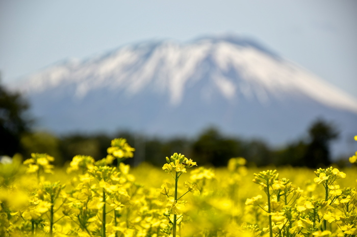 毎年恒例_d0077992_21585932.jpg