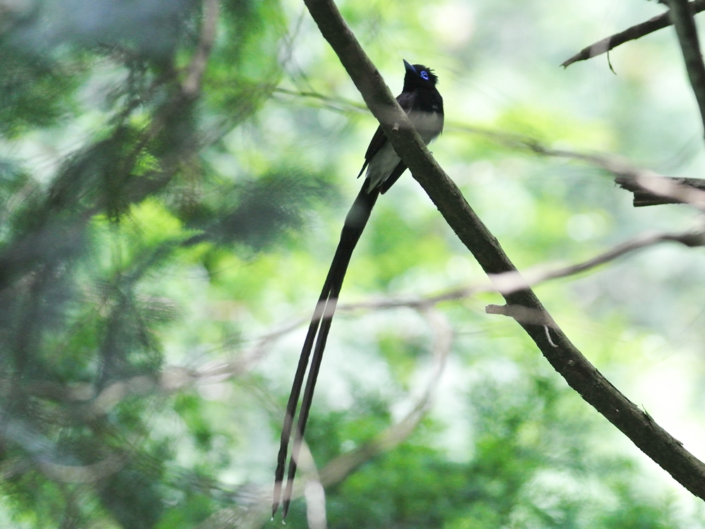 「前の枝が邪魔なんですが。。」　サンコウチョウ（三光鳥）/Black Paradise Flycatcher_a0223993_23113744.jpg