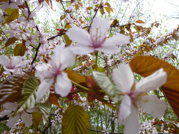 ノルディックウォーキング体験会２０１３・春夏一発目！