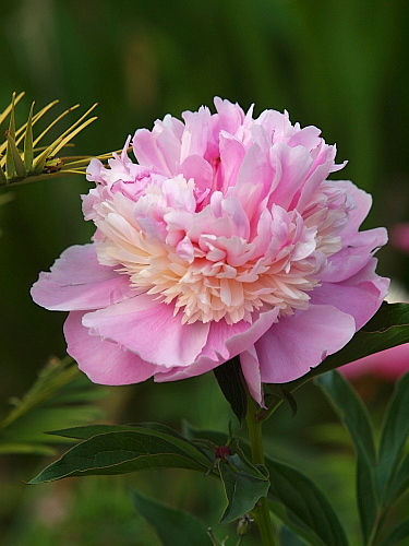 芍薬 Flowers 芍薬 Flowers