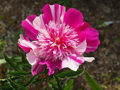 芍薬 Flowers