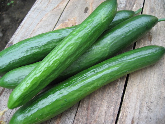 野菜苗の販売_a0292194_231388.jpg