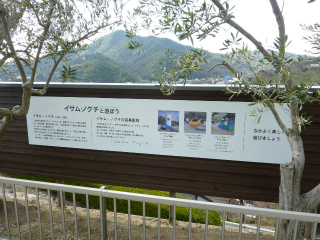 2013年3/3(sun)　「小豆島オリーヴ園」_c0077697_13503356.jpg