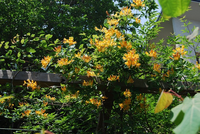 c0124100_21192874.jpg