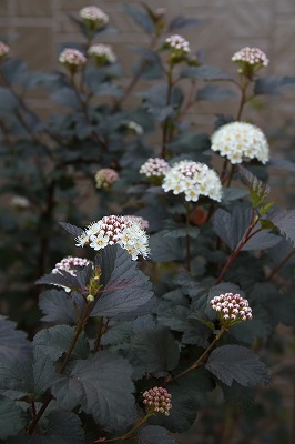 折れた芍薬。。。テマリシモツケディアポロ_a0123003_7314020.jpg