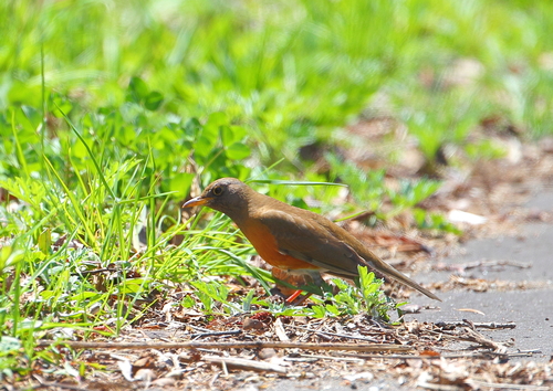 頬赤と赤腹(ホオアカとアカハラ)_c0295707_109245.jpg