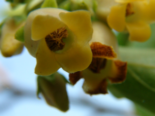 柿の花 雌花 雄花の写真と説明 13 5 徳ちゃん便り