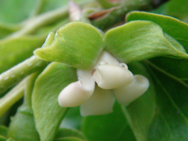 柿の花 雌花 雄花の写真と説明 13 5 徳ちゃん便り