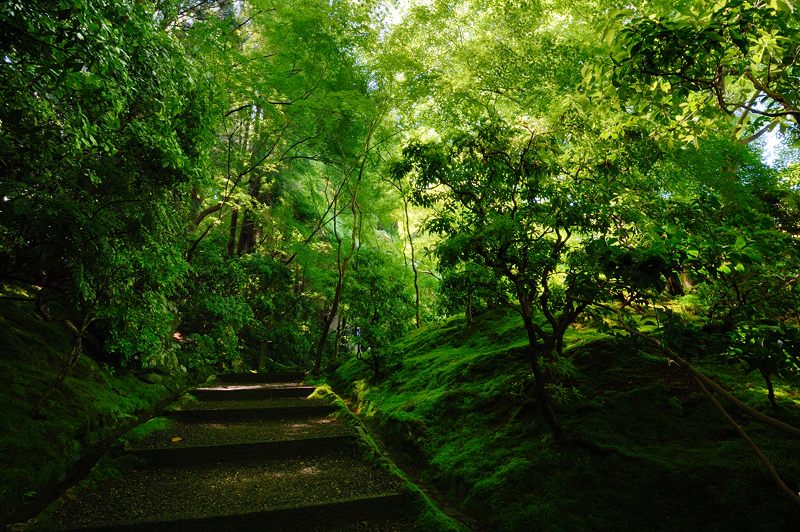 新緑巡り・瑠璃光院 其の二_f0032011_18194853.jpg