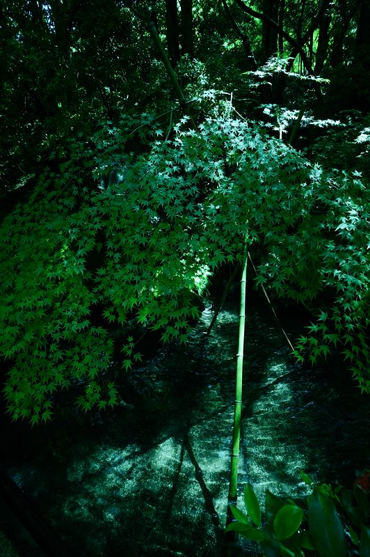 新緑巡り・瑠璃光院 其の二_f0032011_1820676.jpg