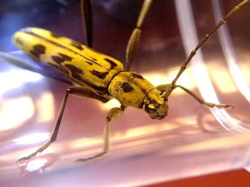 キイロトラカミキリ 黄色虎髪切 世話要らずの庭