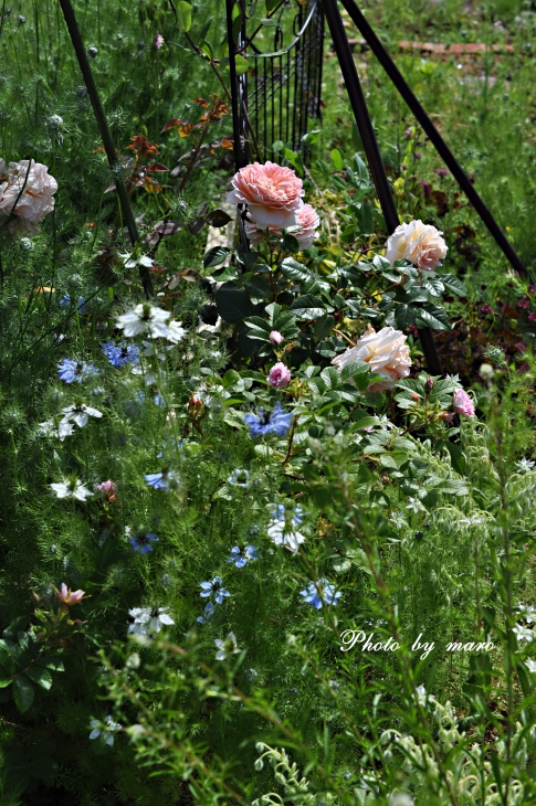 一気に咲き出した麻呂犬ガーデンの早咲きの薔薇ちゃまたち♪♪_e0160417_12282212.jpg