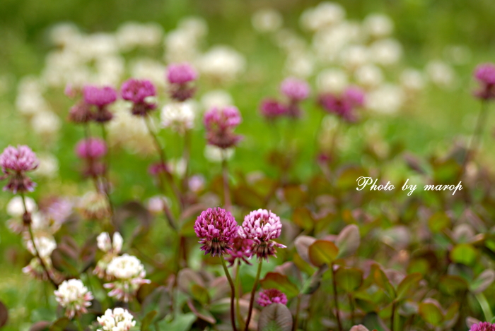 一気に咲き出した麻呂犬ガーデンの早咲きの薔薇ちゃまたち♪♪_e0160417_12303136.jpg