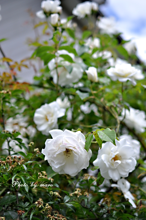 一気に咲き出した麻呂犬ガーデンの早咲きの薔薇ちゃまたち♪♪_e0160417_12525467.jpg