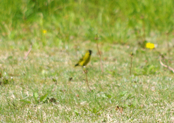 f0232920_16355516.gif