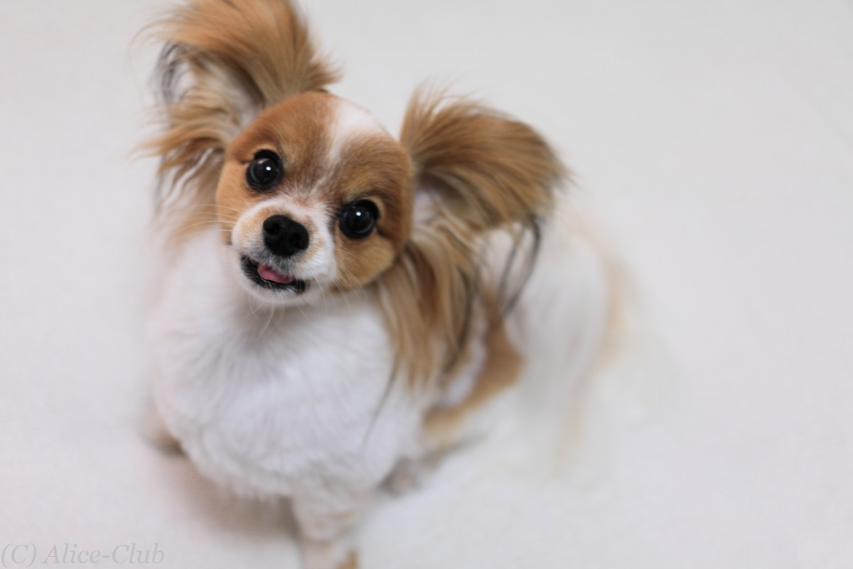 サマーカットパピヨンさん Alice Club パピヨンのクリスとエリスの犬日記