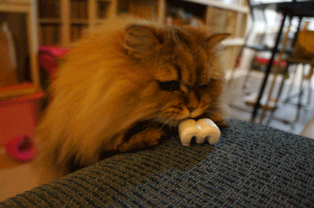 e0157129_20555481.gif
