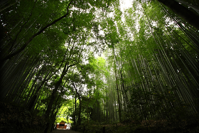 そうだ 京都、行こう。 －2013年初夏　地蔵院（前編）－_b0169330_23391690.jpg