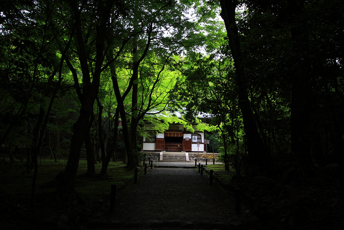 そうだ 京都、行こう。 －2013年初夏　地蔵院（前編）－_b0169330_2339630.jpg