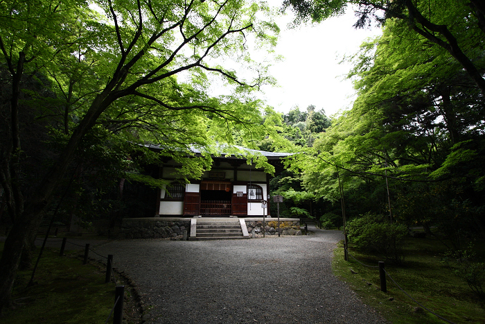 そうだ 京都、行こう。 －2013年初夏　地蔵院（前編）－_b0169330_23423862.jpg