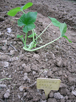 湖畔の種の交換会と夏野菜の植えつけ_f0234936_6435136.jpg