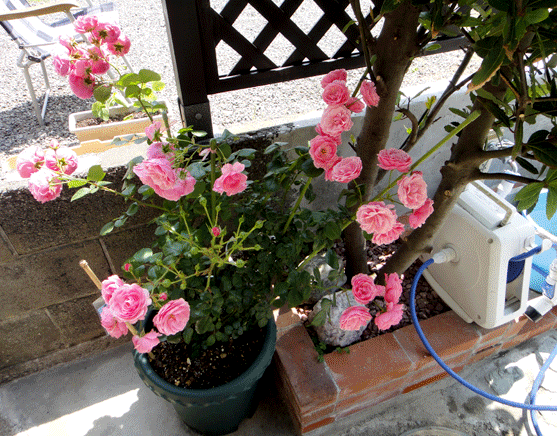 a0056140_14545066.gif