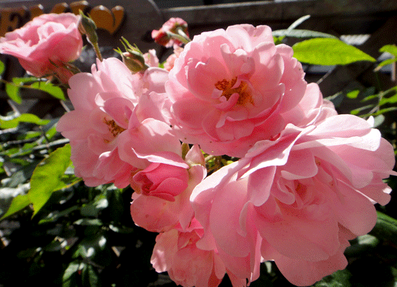 a0056140_150556.gif