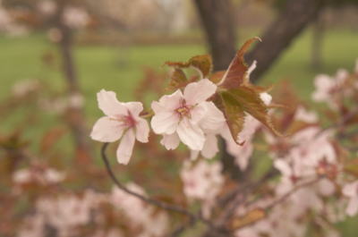 花の命は短くて・・・_b0001440_20252099.jpg