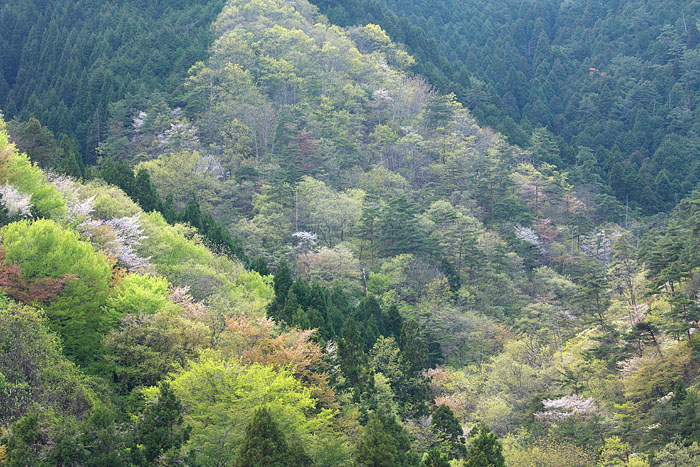c0067040_2226336.jpg